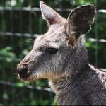 Kangaroo Creek Farm