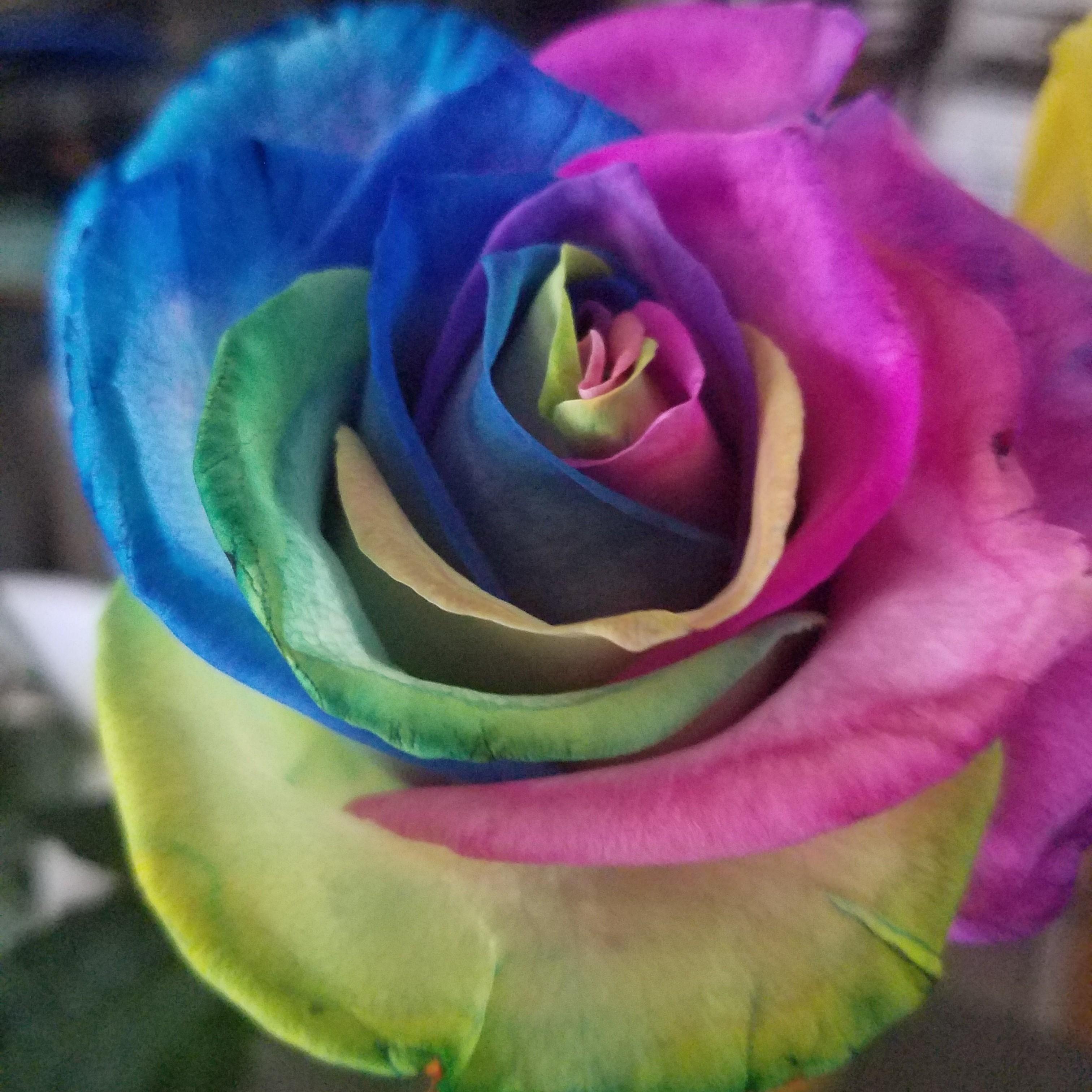 OUR LOVE IS COLORFUL...2018