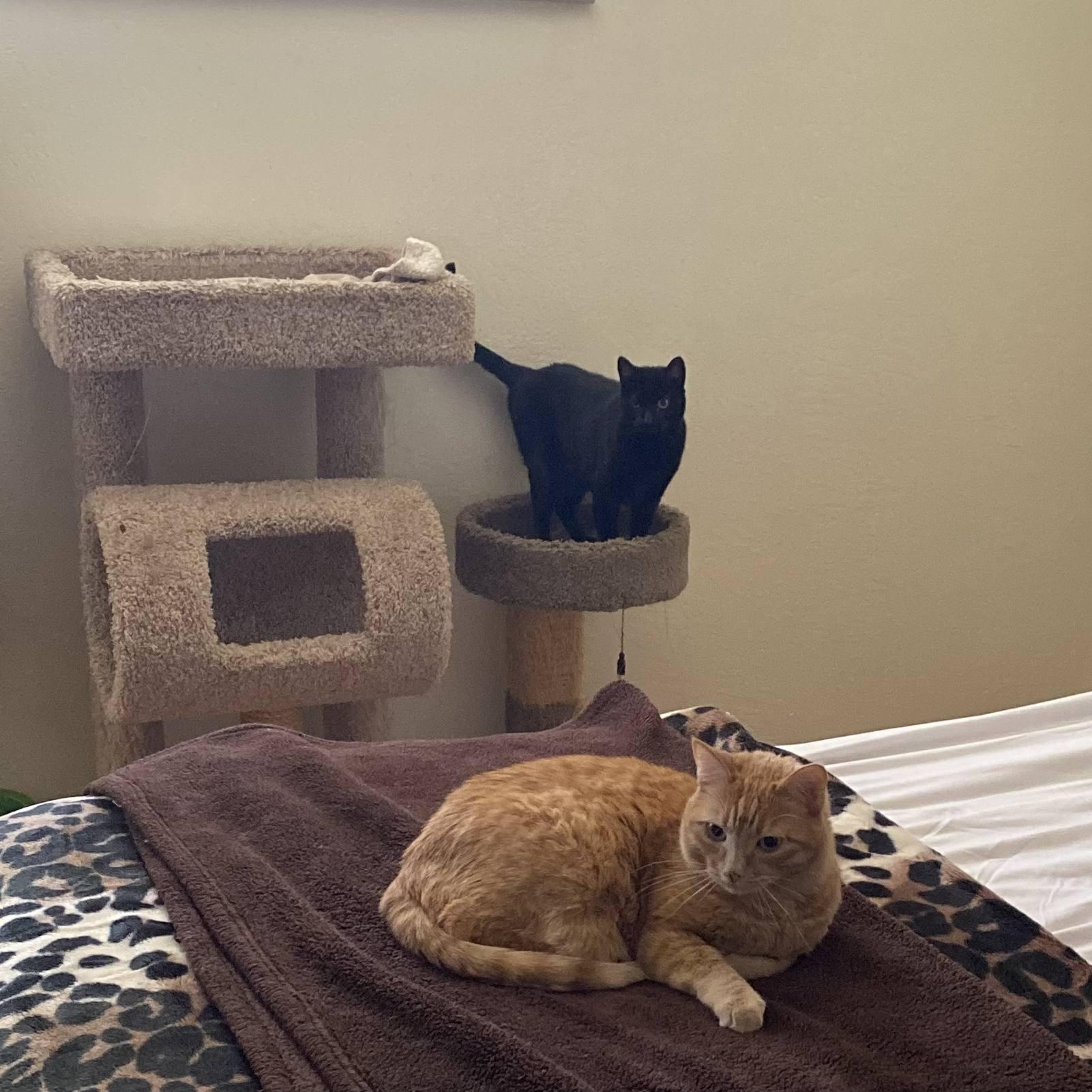 Cady (Black) and George (Orange), our #1 and #3 fur babies