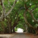 Banyan Street