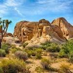 Joshua Tree