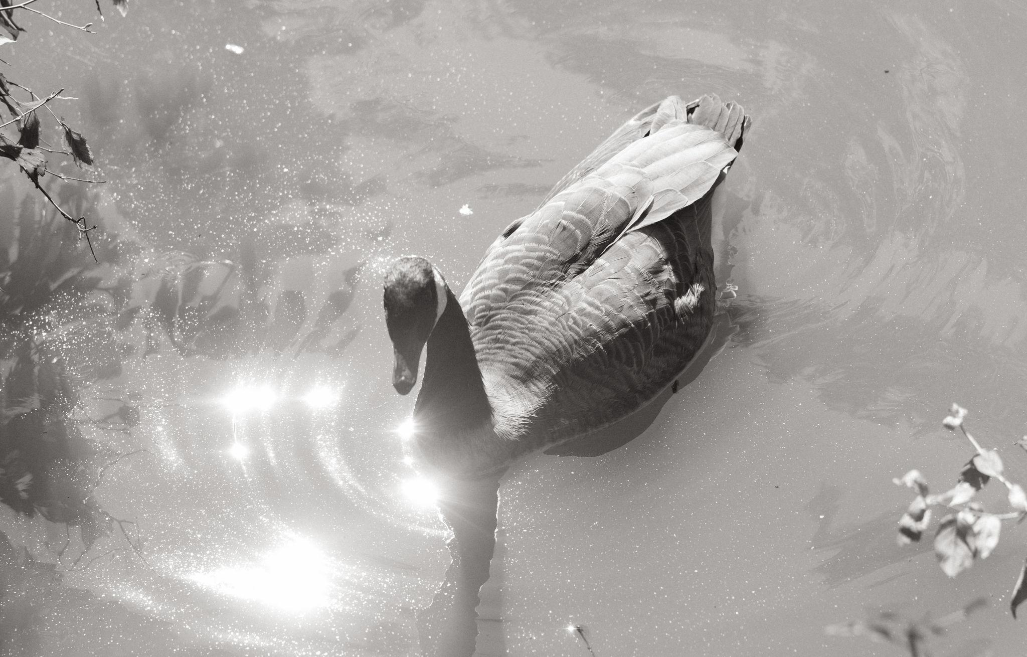 The Wedding Website of Nicole Alexis Calicchio and Daniel Joseph Mulligan