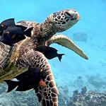 Waikiki Turtle Snorkeling Tours