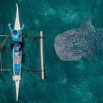 THRILL SEEKERS Swimming with the Whale Shark & Tumalog Falls 01.20.20