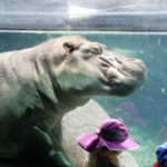 The Zoo