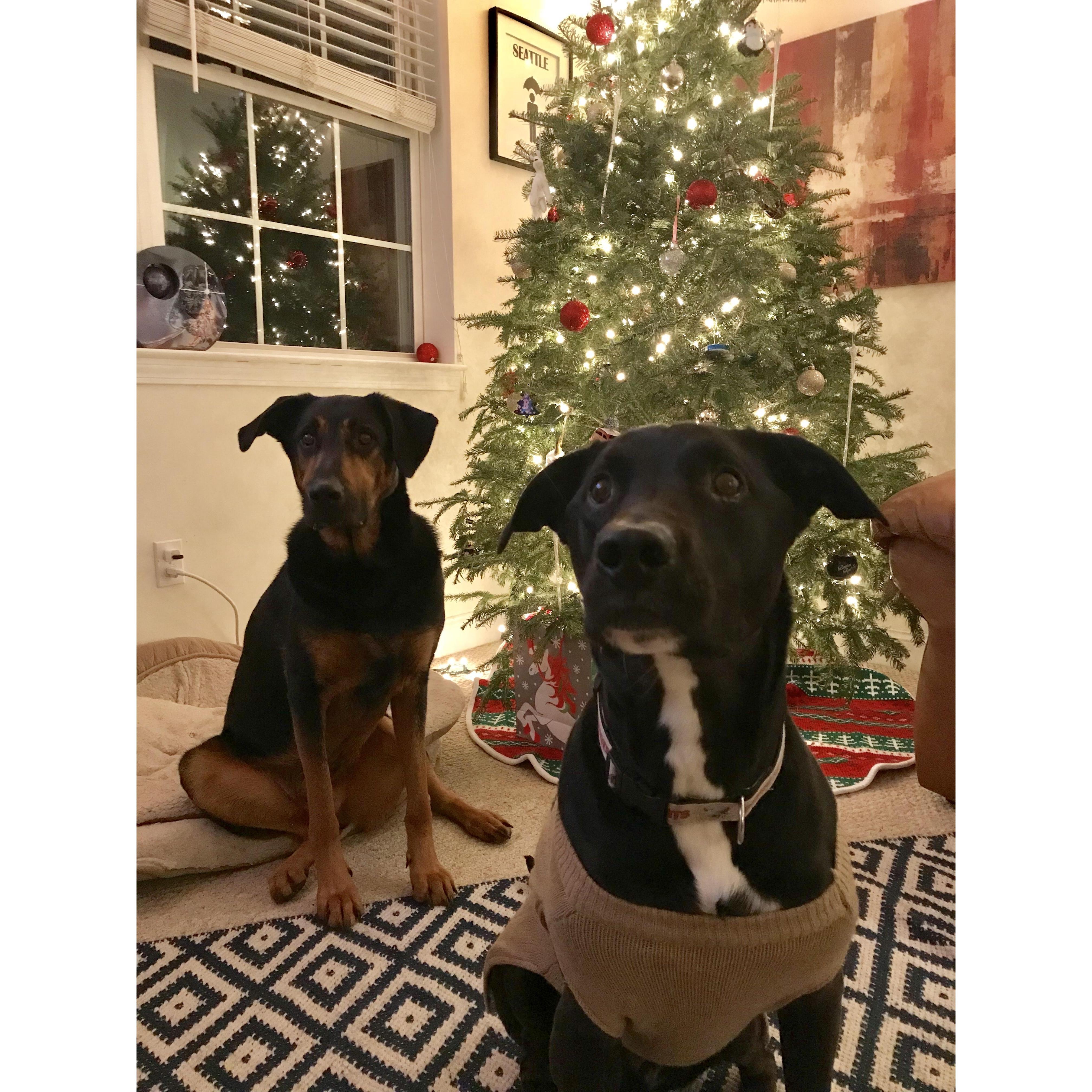 our fur babies