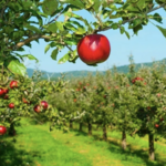 Mercier Orchards