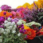 Saturday Morning Farmers Market