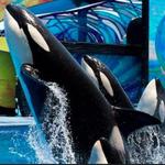 SeaWorld San Diego