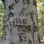 Holmdel Park