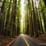 Avenue of the Giants