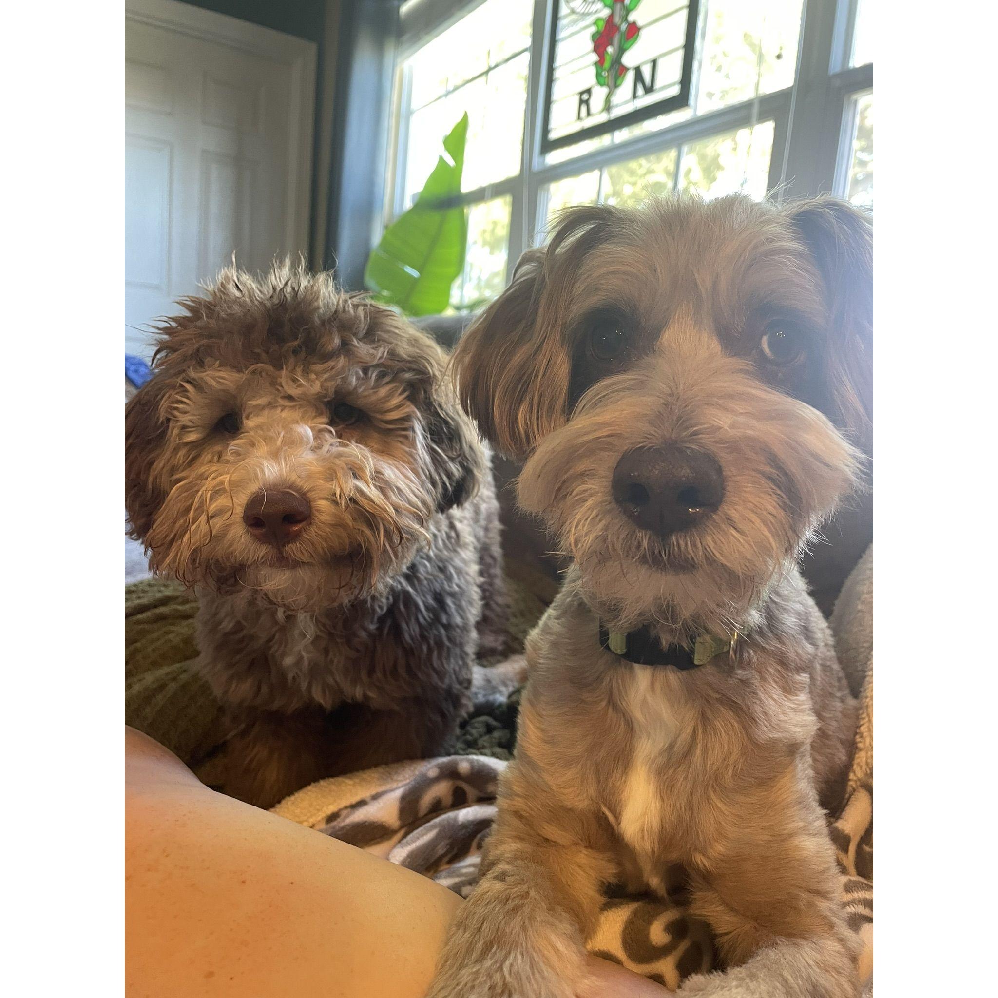 Here is a photo of Tucker and Zeppelin. They will make an appearance at the wedding too.