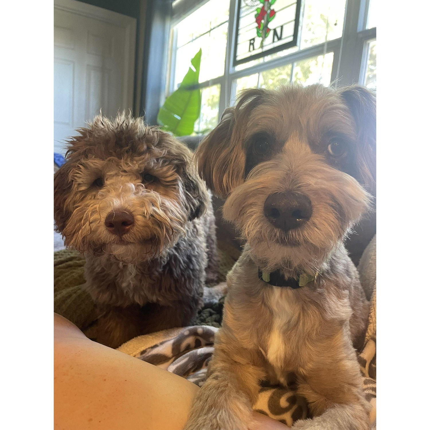 Here is a photo of Tucker and Zeppelin. They will make an appearance at the wedding too.