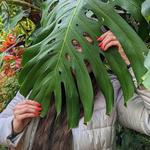 Biltmore Conservatory