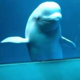 Shedd Aquarium
