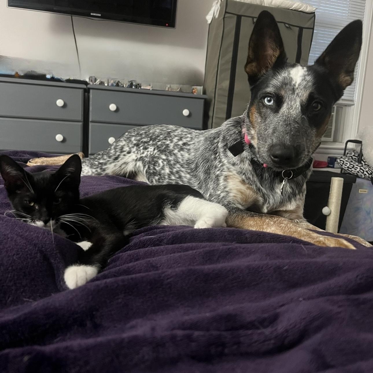 Oreo and Blue became best friends!
