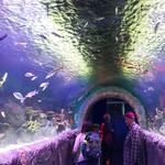 New York Aquarium