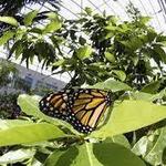 Butterfly Rainforest at the Florida Museum of Natural History
