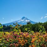 Hood River Fruit Loop