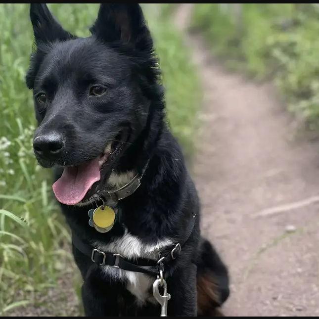 Our sweet boy, Rambo.