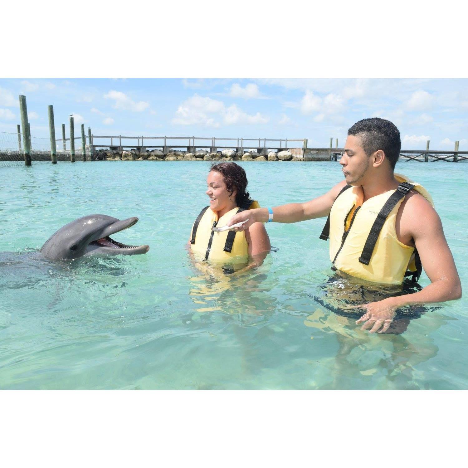 Swimming with Dolphins