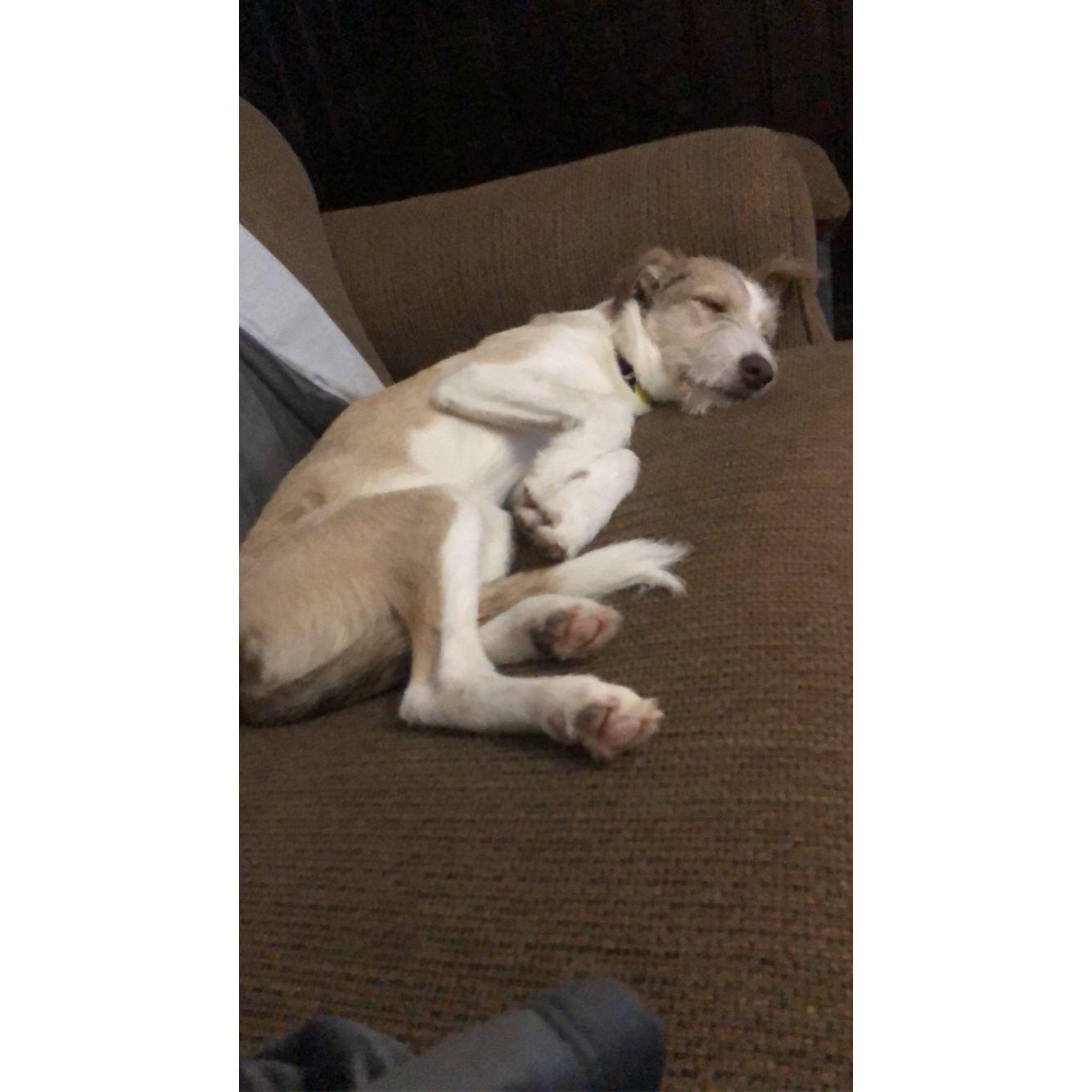 Wayne making himself right at home after we adopted him.