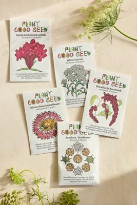 Dried Flower Garden Seeds, Set of 5