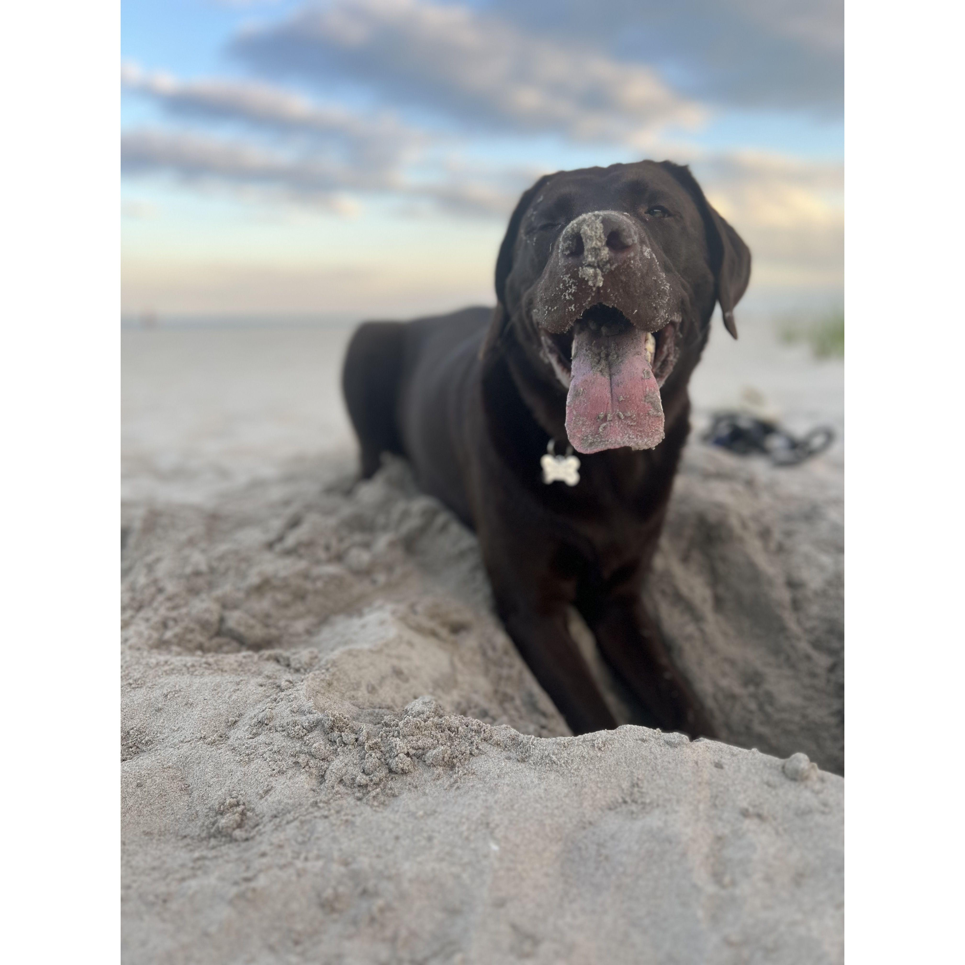 Our good boy Hank