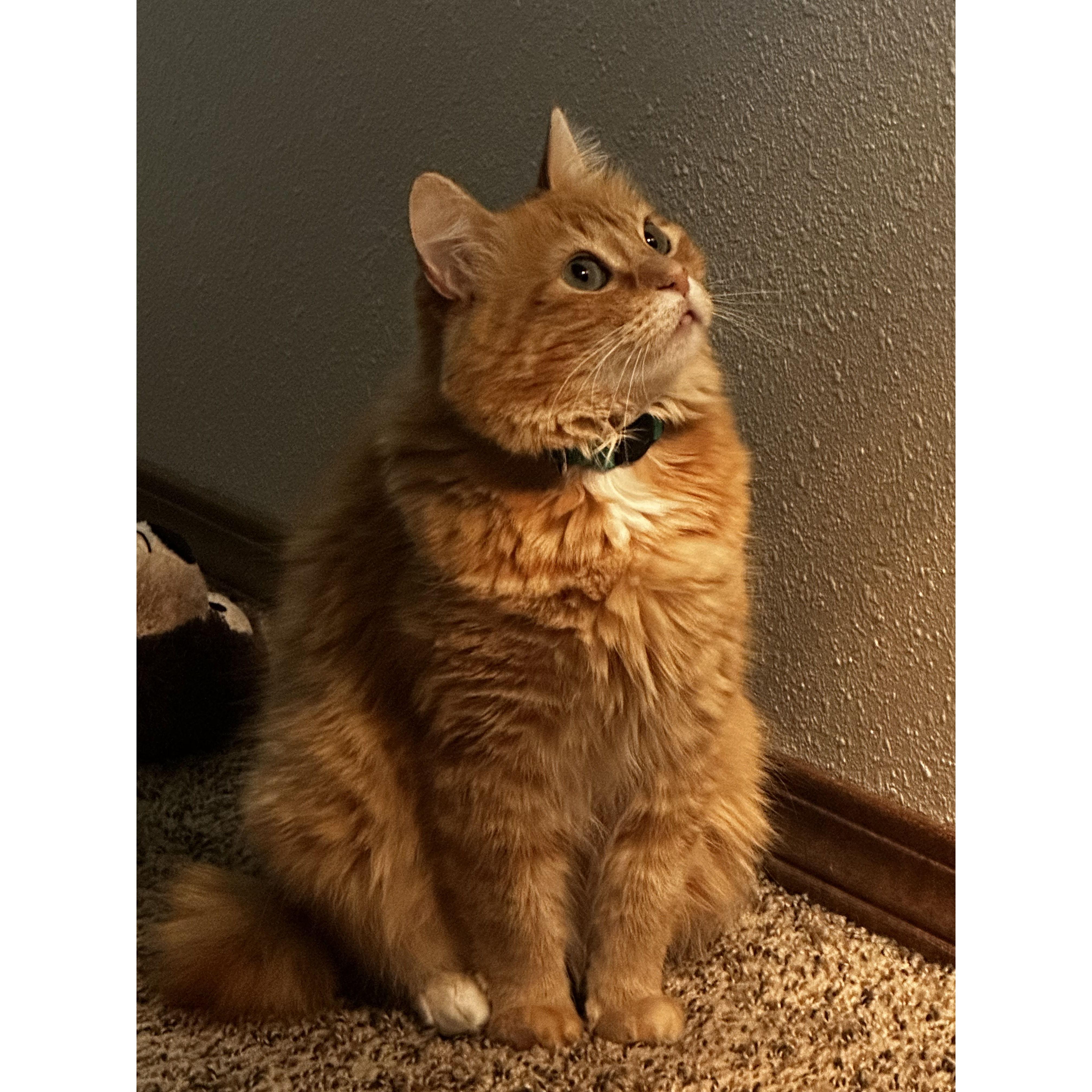 Our forever kitten, Freya