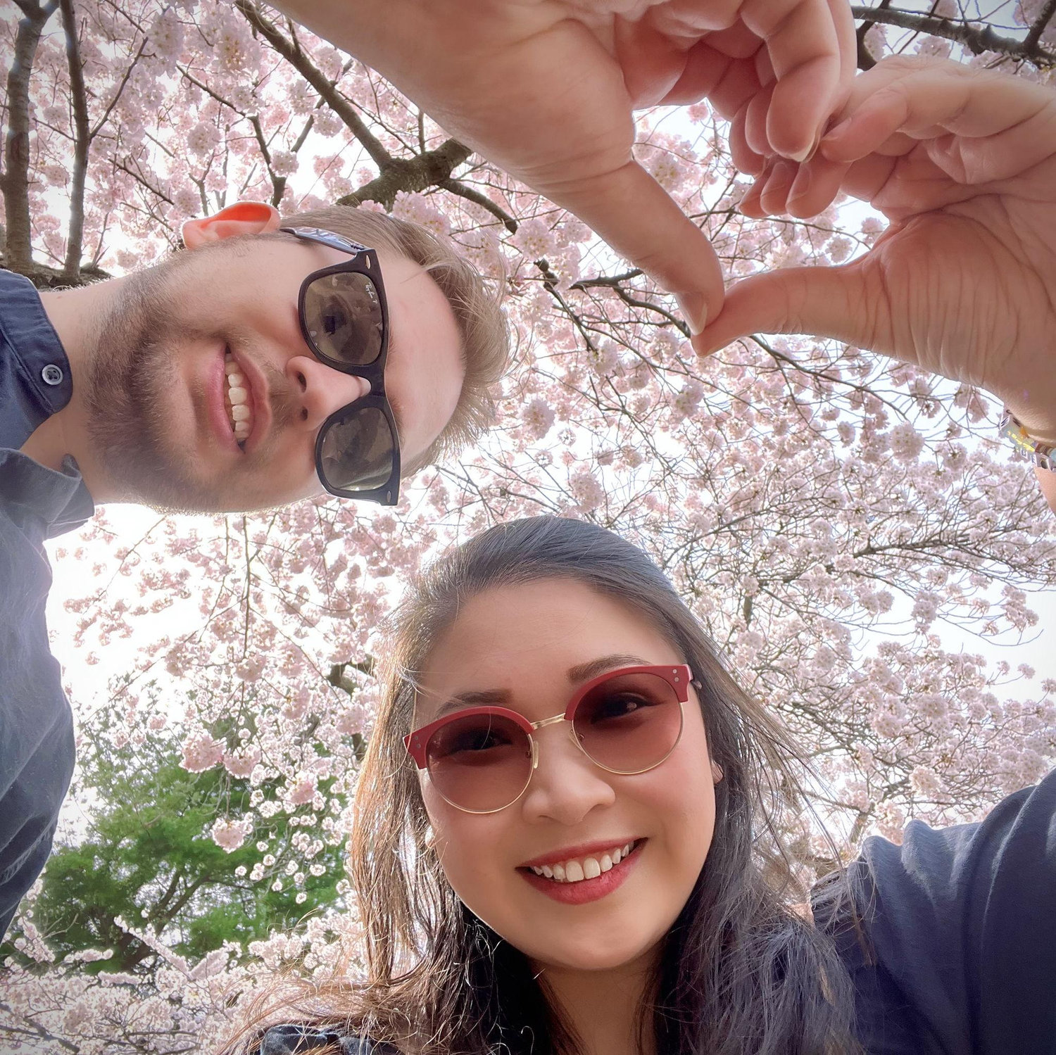 Cherry blossoms in DC 🌸