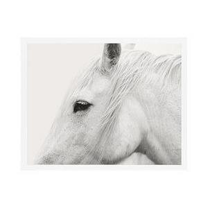 White Horse by Jennifer Meyers, 20 x 16", Wood Gallery, Black, Mat