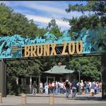 Bronx Zoo