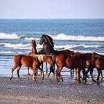 Wild Horse Tour