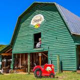 Apple Picking at Stepp's Hillcrest Orchard