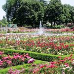 International Rose Test Garden