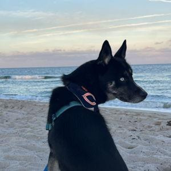 Our Dog Maui's Treat Supply