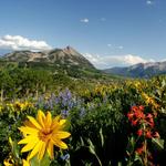 The Wildflower Festival