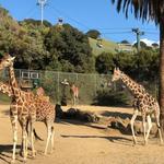 Oakland Zoo