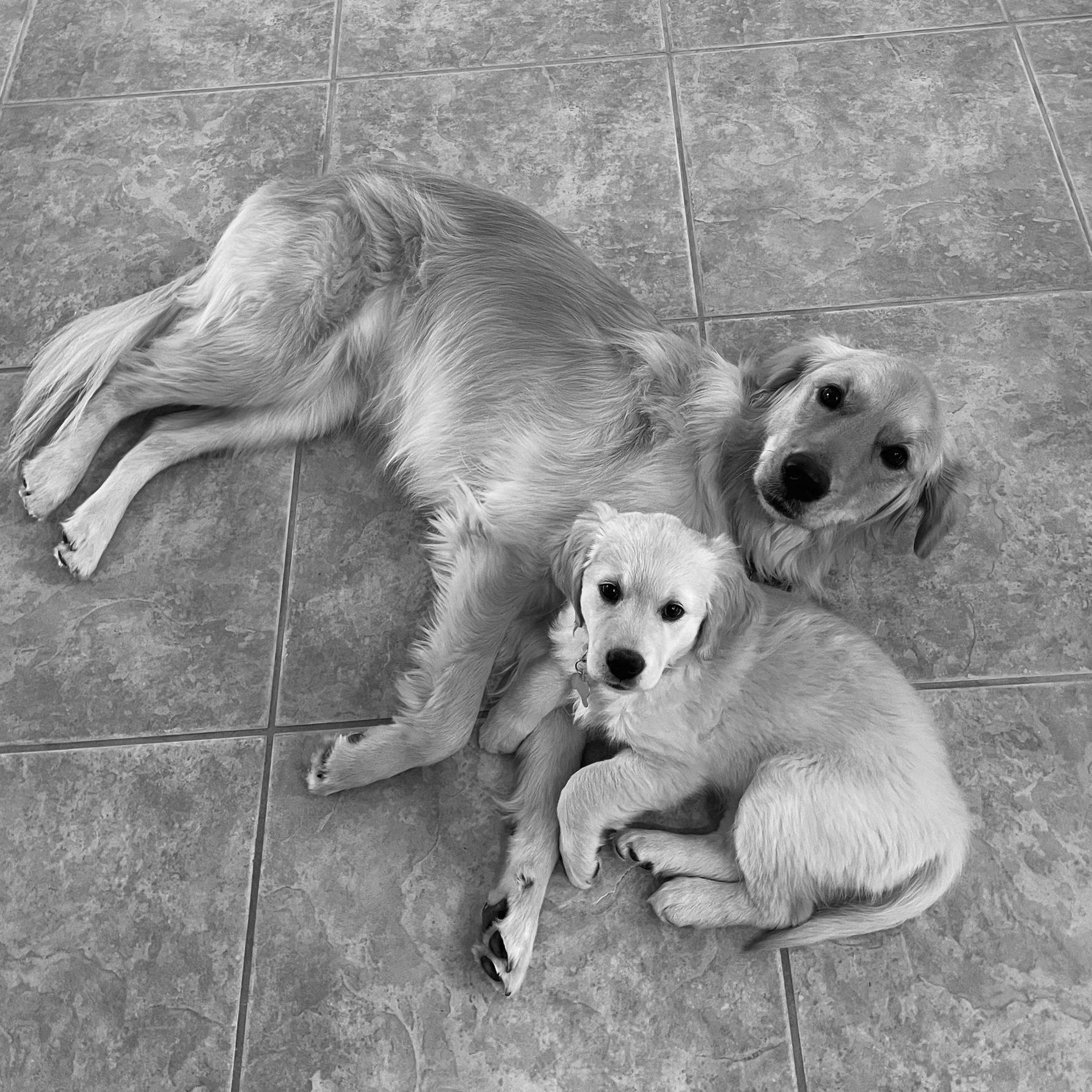 Ivy as a puppy trying to cuddle with Olive