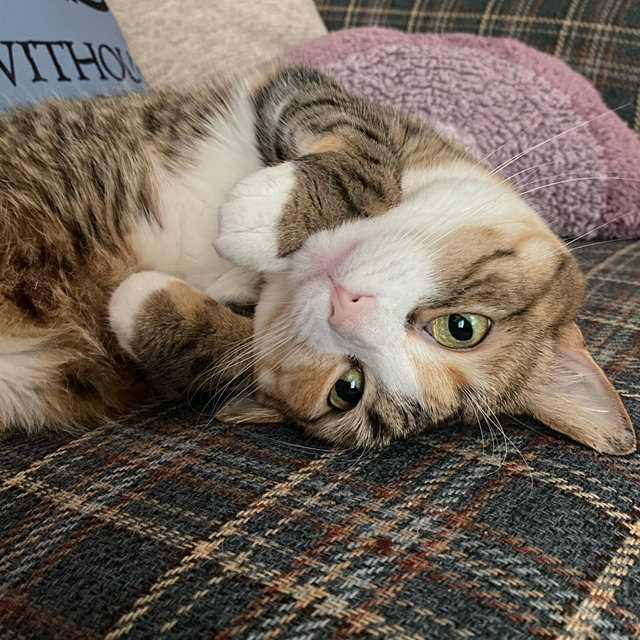 The Kitty Fund 🐾