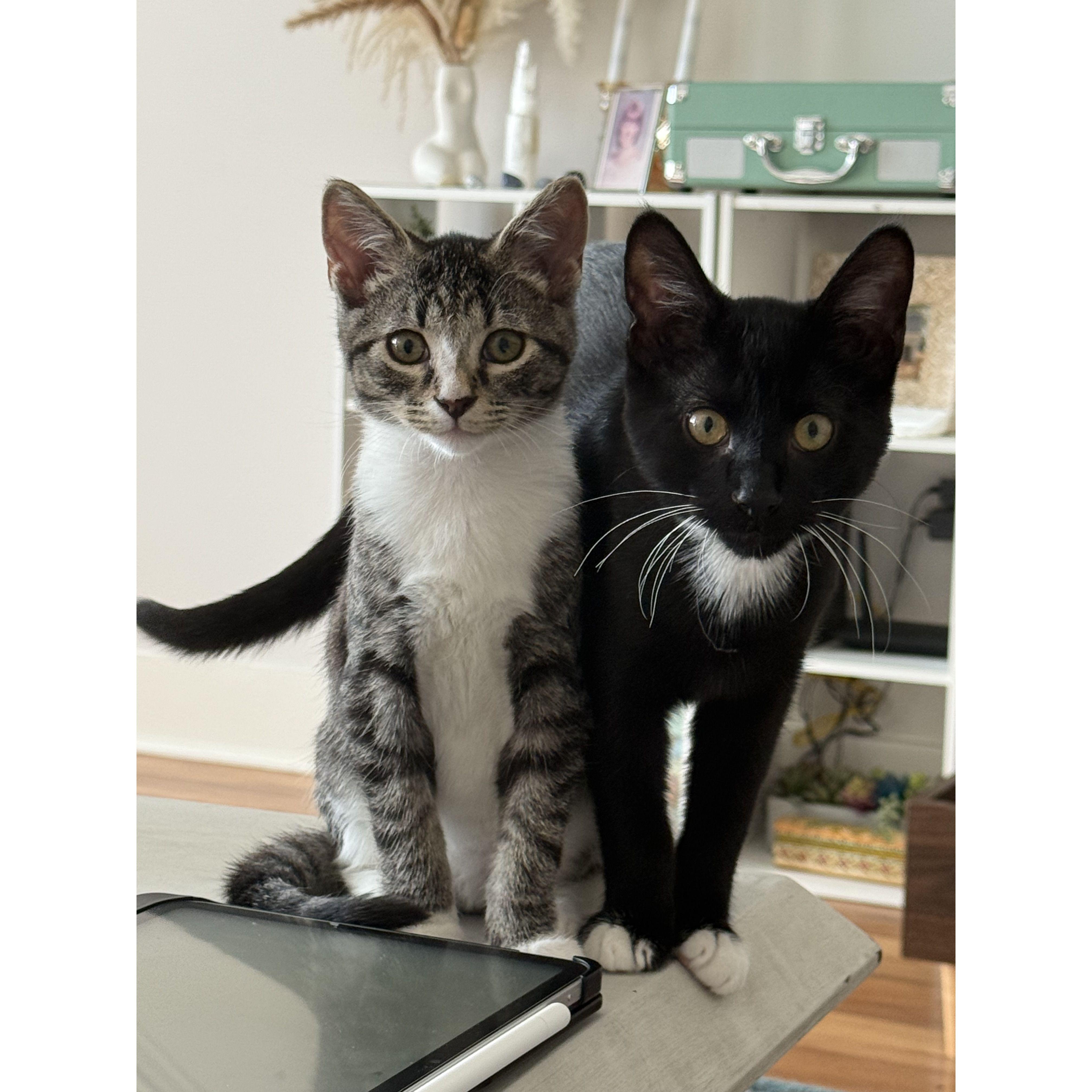 In 2025, we adopted two adorable kittens, Bruce and Zeus.