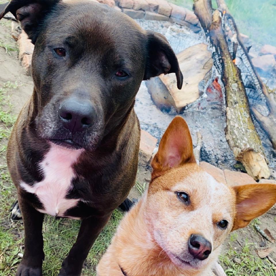our other two "kids" Nova (black dog) and Remi (red dog)