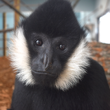 Akron Zoo