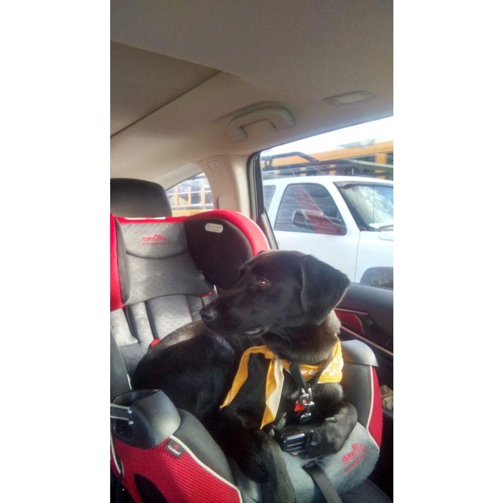 Addy! In the car seat belonging to her favorite pet sitter's toddler. Addy loves this family and the 2 and 5 year old kids love her!