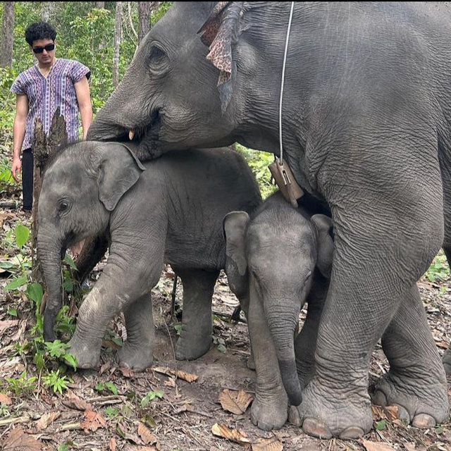 Honeymoon Elephant Sanctuary, Waterfall, and Bamboo Rafting Excursion