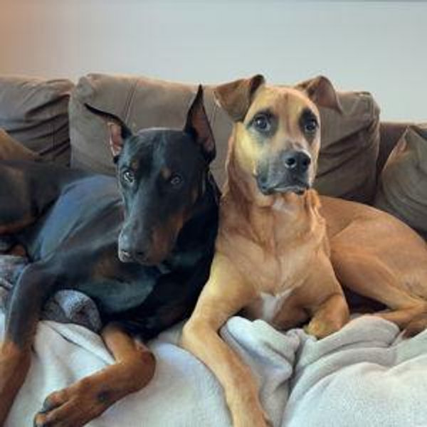 Our Pet Toy Fund