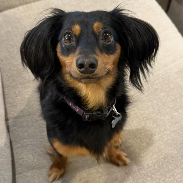 Honeymoon Pet Sitter for Bruno