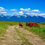 National Bison Range