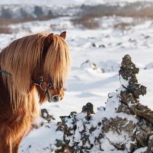 Icelandic Horse Tour
