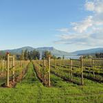 Sunnybrae Vineyards & Winery